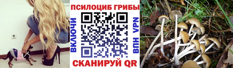 mega   Яхрома  Галлюциногенные грибы мухоморы  наркотики 